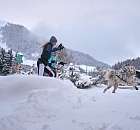 Langlaufen mit Hund in Davos